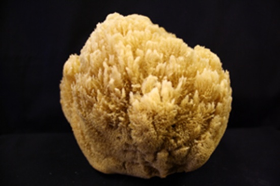 GRASS SPONGE 6-8" - Location 056-101