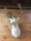 ALBINO FALLOW DEER SHOULDER MOUNT