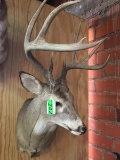 8-POINT WHITETAIL SHOULDER MOUNT