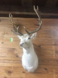 ALBINO FALLOW DEER SHOULDER MOUNT