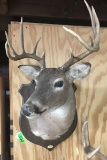 10-POINT WHITETAIL SHOULDER MOUNT