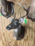 8-POINT WHITETAIL SHOULDER MOUNT