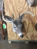 7-POINT WHITETAIL SHOULDER MOUNT