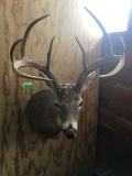 8-POINT WHITETAIL SHOULDER MOUNT