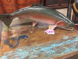 TAXIDERMY TROUT FISH