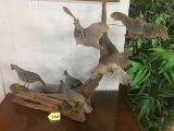 DRIFTWOOD WITH 7 BLUE QUAIL MOUNTS