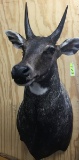 NILGAI MOUNT (SOME TEARS ON SIDE AND BACK)