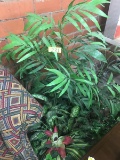 3 SILK PLANTS