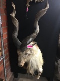 MARKHOR SHEEP HALF WALL MOUNT