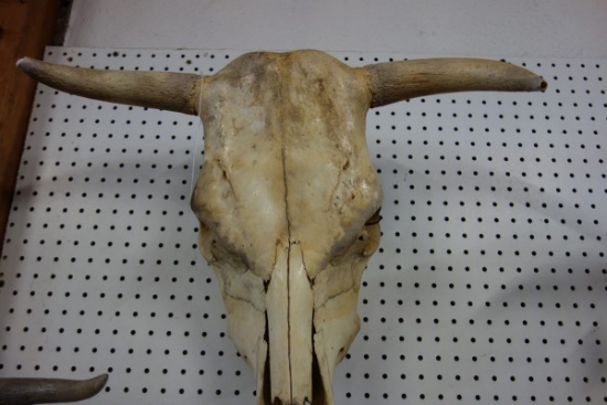 BULL SKULL WITH HORNS