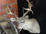 WHITE TAIL SHOULDER MOUNT