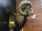 MOUFLON SHOULDER MOUNT