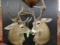 PAIR OF WHITE TAIL SHOULDER MOUNTS