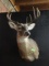 WHITE TAIL SHOULDER MOUNT