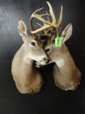 PAIR OF WHITE TAIL SHOULDER MOUNTS WITH ANTLERS ENTWINED
