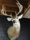 WHITE TAIL SHOULDER MOUNT