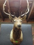 ELK SHOULDER MOUNT