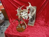 TWO ANTLER DISPLAY PIECES