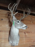 WHITE TAIL SHOULDER MOUNT