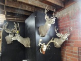 (4) DEER SHOULDER MOUNTS, EUROPEAN MOUNT WITH OTHER ANTLERS, CHOICE-