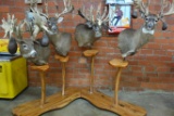 (4) WHITETAIL NON-TYPICAL SHOULDER MOUNTS ON WOODEN STANDS