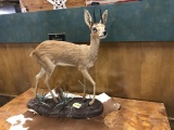 KLIPSPRINGER FULL MOUNT