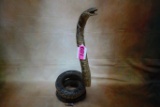 TAXIDERMY SNAKE COILED