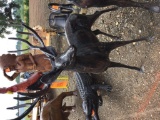 CAST IRON DEER STATUE