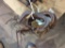 (5) 6in C-CLAMPS