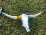 BULL SKULL (LIGHT HORNS) R1