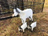 GOAT FAMILY METAL YARD ART