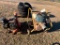 (2) TRASH PUMPS (OPERATING CONDITION UNKNOWN)
