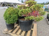 PALLET W/BONSAI CYPRESS & (2) BOXWOOD