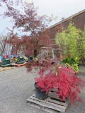 PALLET W/(2) JAPANESE LACE LEAF MAPLES & UPRIGHT LACE LEAF MAPLE