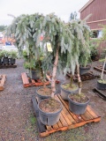 (4) WEEPING BLUE SPRUCE