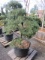 BONSAI SHORE PINE