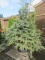 (1) COLORADO BLUE SPRUCE