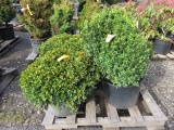 (4) DWARF BOXWOOD