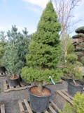 BLUE SPRUCE