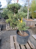 BONSAI SHORE PINE