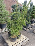 (4) NORWAY SPRUCE