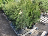 (10) TECHMY ARBORVITAES