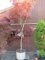 PALLET W/(1) BLOOD GOOD MAPLE