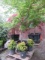 PALLET W/ (1) ACER PALMATUM, (3) GOLDEN HINOKI