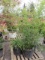 PALLET W/(2) BAMBOO, (1) YUCCA, (1) BLUE SPRUCE