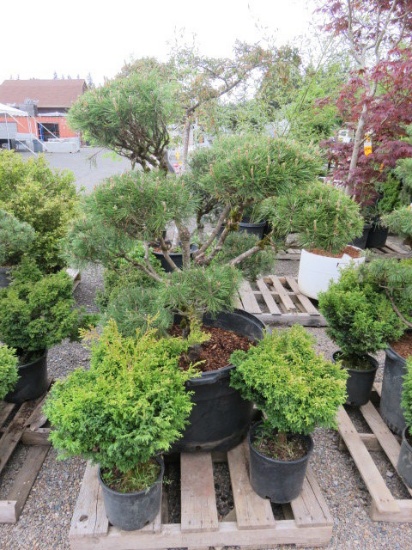 PALLET W/(1) BONSAI SHORE PINE, (3) DWARF CYPRESS