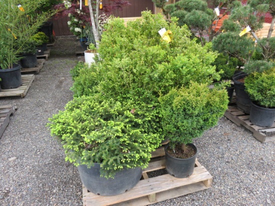 PALLET W/(1) NEST SPRUCE, (1) BOXWOOD, (2) DWARF CYPRESS