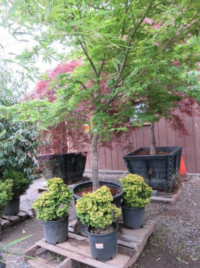 PALLET W/ (1) ACER PALMATUM, (3) GOLDEN HINOKI