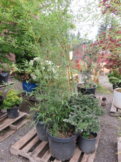 PALLET W/(2) BAMBOO, (1) YUCCA, (1) BLUE SPRUCE