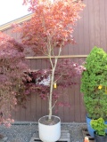 PALLET W/(1) BLOOD GOOD MAPLE